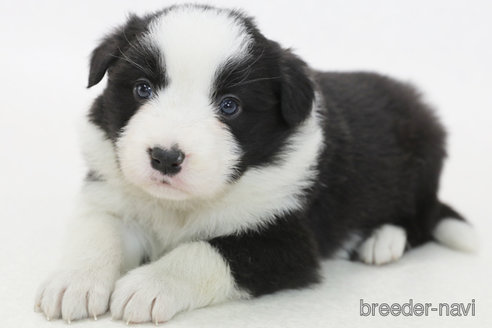 成約済の神奈川県のボーダーコリー-372871の1枚目